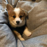 李先生